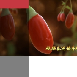宁夏弘耘行生物科技有限公司